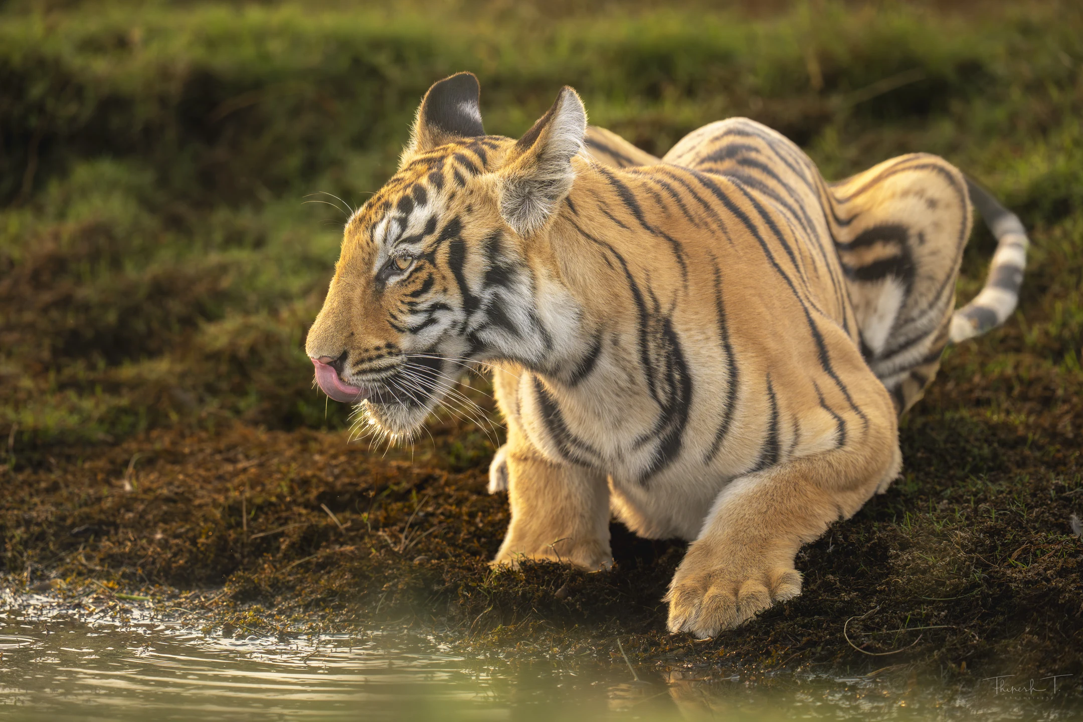 India Tiger Photography Tour – Umred & Tadoba gallery image 6